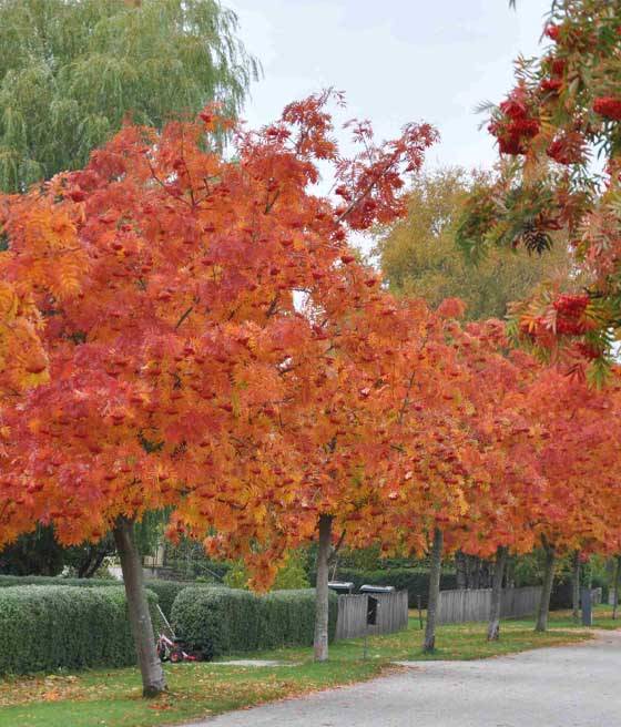 Row of autumn maple trees with bright orange-red leaves along a sidewalk, fallen leaves on the ground.