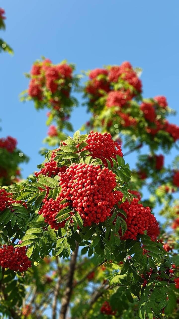 Clusters of bright red berries on a rowan tree with green pinnate leaves against a clear blue sky.